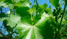 Виноградне листя - користь і шкода