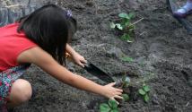 Поради щодо вирощування вікторії у відкритому ґрунті