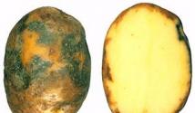Хвороби бульб картоплі: фото та опис