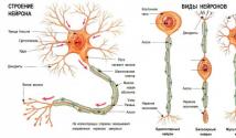 Будова нервової системи за функціями