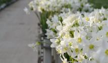 Domáca ľalia alebo kvet amaryllis