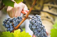 وصفة بسيطة للنبيذ مع العنب في المنزل
