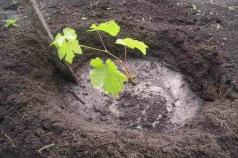 Preporuke za vrtlare: kako pravilno saditi grožđe