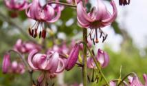 Цвете на лилия: вникване във фините разреждания