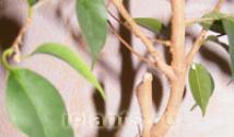 השתלת צמחי פיקוס צמח פיקוס צמח מקדר