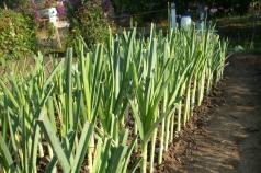 Gül bahçeleri için tsibula-pırasa ekimi