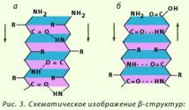 Structure des protéines de structure quaternaire, caractéristiques de synthèse et génétique