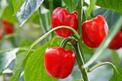 Uzgoj paprike: Pokrokova agrotehnologija Potrebno je posaditi papriku na nekom tlu