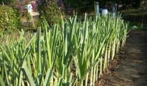 Gül bahçeleri için tsibula-pırasa ekimi