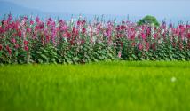 الملوخية: زراعة الأعشاب الحمراء طويلة النمو والعناية بها