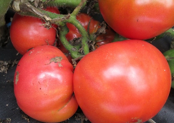 tomate durere articulare